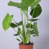 Monstera Deliciosa – Ø17cm – ↕60cm