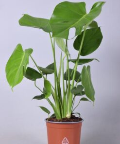 Monstera Deliciosa – Ø17cm – ↕60cm