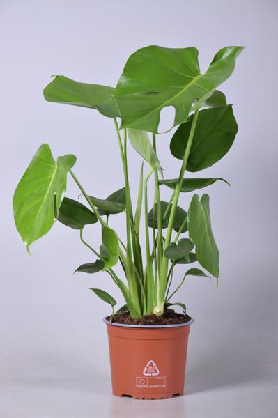 Monstera Deliciosa – Ø17cm – ↕60cm