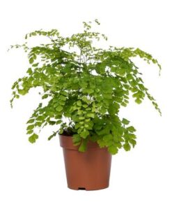 Adiantum Fragrans – Ø12cm – ↕35cm