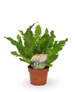 Asplenium Campio – Ø12 cm – ↕30 cm