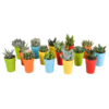 Cactus en vetplanten Mischung 5,5 cm | 15 stück – in gekleurde plasticpot