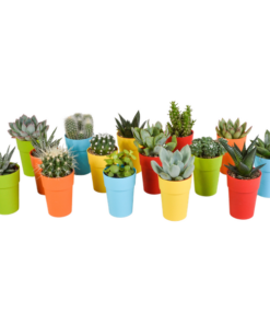 Cactus en vetplanten Mischung 5,5 cm | 15 stück – in gekleurde plasticpot