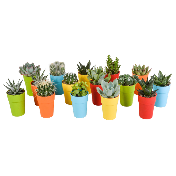 Cactus en vetplanten Mischung 5,5 cm | 15 stück – in gekleurde plasticpot