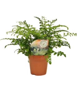 Asplenium Parvati – Ø12 cm – ↕35 cm