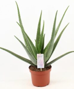 Aloe Vera – Ø 19 cm – ↕70 cm