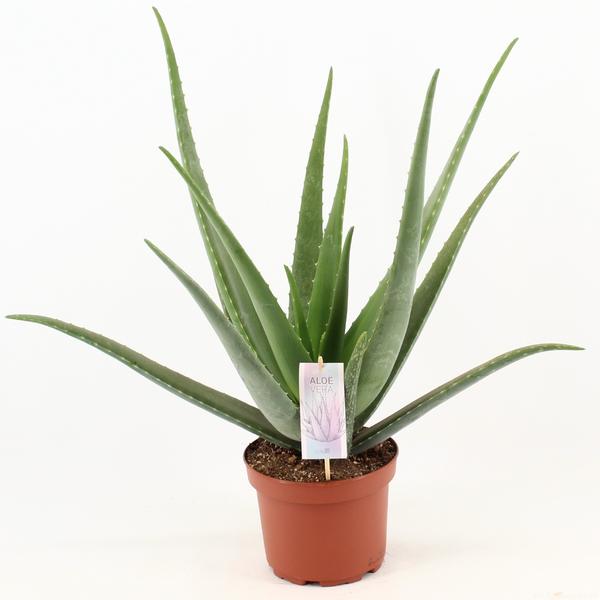 Aloe Vera – Ø 19 cm – ↕70 cm