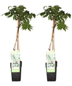 2x – Wisteria floribunda ‚Longissima Alba‘ – ↨65cm – Ø15