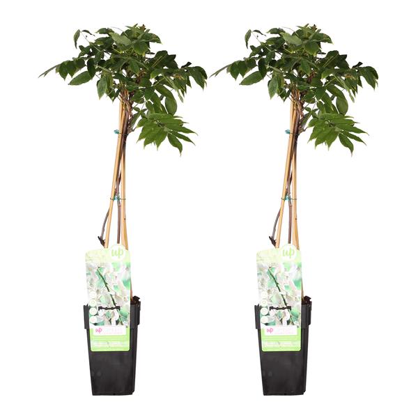 2x – Wisteria floribunda ‚Longissima Alba‘ – ↨65cm – Ø15