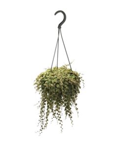 Peperomia Prostrata – Ø14cm – ↕38cm