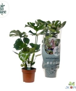 Monstera Deliciosa – Ø17cm – ↕55cm