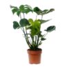 Monstera Deliciosa – Ø17cm – ↕55cm