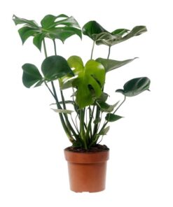 Monstera Deliciosa – Ø17cm – ↕55cm