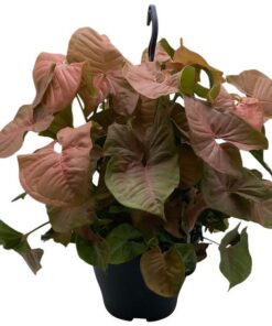 Syngonium Red Heart – Ø19cm – ↕35cm