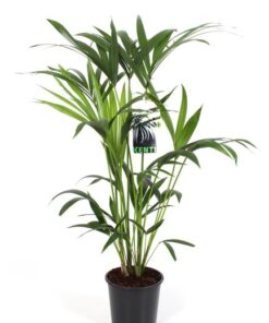 Howea Forsteriana – Ø19cm – ↕80cm