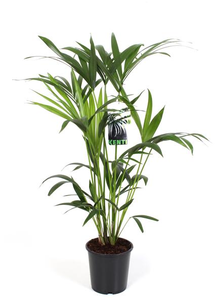 Howea Forsteriana – Ø19cm – ↕80cm