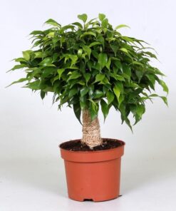 Ficus Green Kinky – Ø12cm – ↕30cm