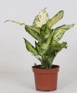 Dieffenbachia Amy – Ø12cm – ↕35cm