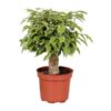 Ficus Benjamina Kinky – Ø12cm – ↕28cm