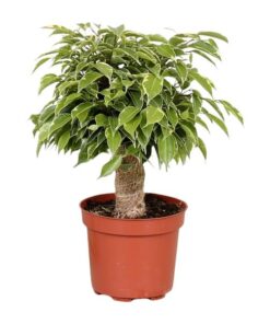 Ficus Benjamina Kinky – Ø12cm – ↕28cm