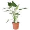 Alocasia Cucculata – Ø21cm – ↕80cm