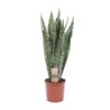 Sansevieria Zeylanica – Ø17cm – ↕70cm