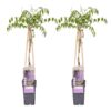 2x – Wisteria floribunda ‚Naga Noda‘ – ↨65cm – Ø15