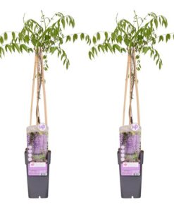 2x – Wisteria floribunda ‚Naga Noda‘ – ↨65cm – Ø15