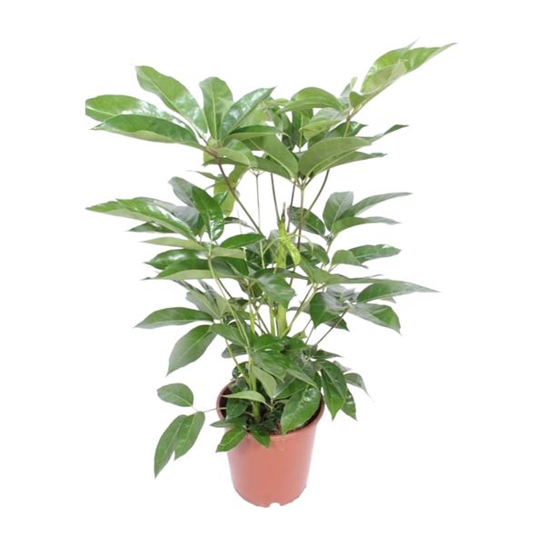 Schefflera Actinophylla Amate – Ø24cm – ↕100cm