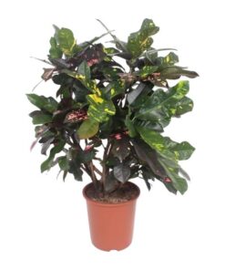 Codiaeum Magnificent (Croton Magnificent) – Ø27cm – ↕110cm