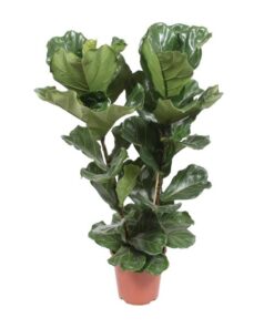 Ficus Lyrata – Ø27cm – ↕100cm