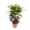 Codiaeum Mango (Croton Mango) – Ø27cm – ↕110cm