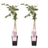 2x – Wisteria floribunda ‚Rosea‘ – ↨65cm – Ø15