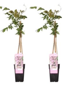 2x – Wisteria floribunda ‚Rosea‘ – ↨65cm – Ø15