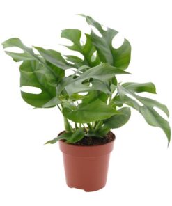 Monstera Minima – Ø12cm – ↕25cm