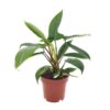 Philodendron Florida Green – Ø12cm – ↕25cm