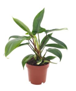 Philodendron Florida Green – Ø12cm – ↕25cm