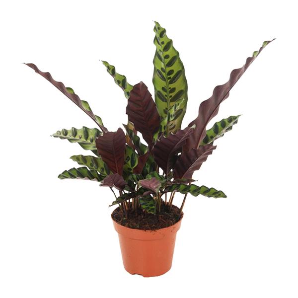 Calathea Insignis – Ø12cm – ↕50cm