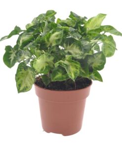 Syngonium Pixie – Ø12cm – ↕20cm