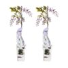 2x – Wisteria sinensis ‚Caroline‘ – ↨65cm – Ø15