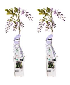 2x – Wisteria sinensis ‚Caroline‘ – ↨65cm – Ø15