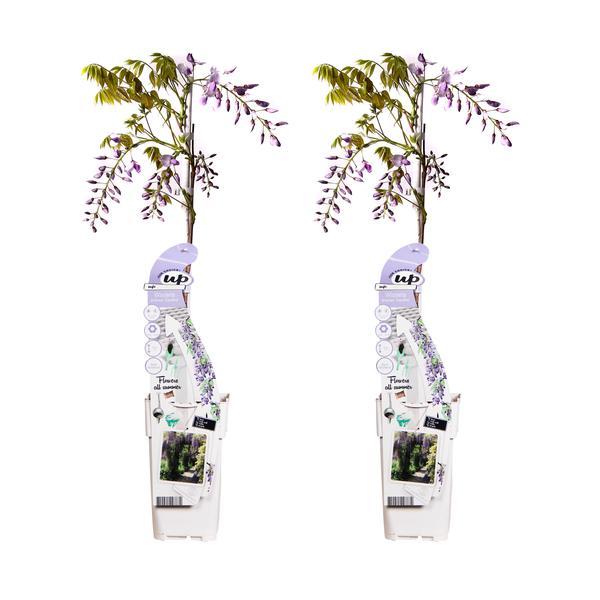 2x – Wisteria sinensis ‚Caroline‘ – ↨65cm – Ø15