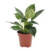 Philodendron White Wave – Ø12cm – ↕25cm