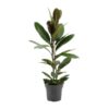 Ficus America Tresor – Ø17cm – ↕75cm