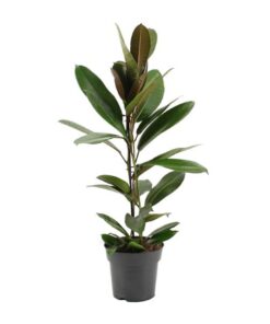 Ficus America Tresor – Ø17cm – ↕75cm