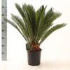 Cycas Revoluta – Ø21cm – ↕75cm