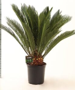 Cycas Revoluta – Ø21cm – ↕75cm