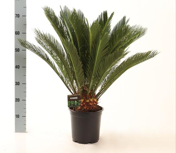 Cycas Revoluta – Ø21cm – ↕75cm