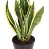 Sansevieria Laurentii – Ø17cm – ↕55cm