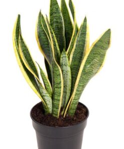 Sansevieria Laurentii – Ø17cm – ↕55cm